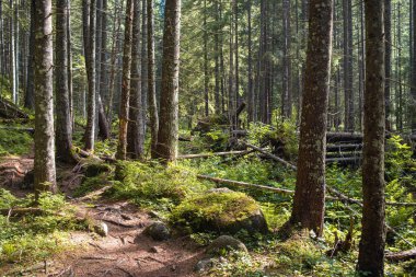 Ormandaki çam ormanları