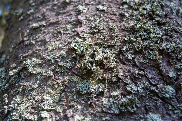 Primo Piano Una Corteccia Albero — Foto Stock