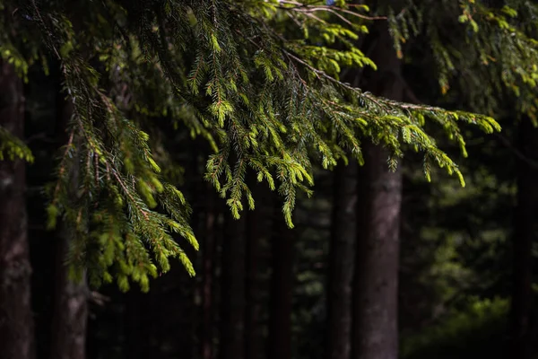Mousse Verte Sur Arbre Dans Forêt — Photo