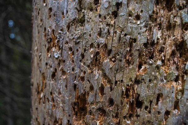 Vecchio Albero Corteccia Texture — Foto Stock