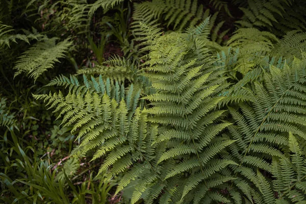 Feuilles Fougère Dans Forêt — Photo