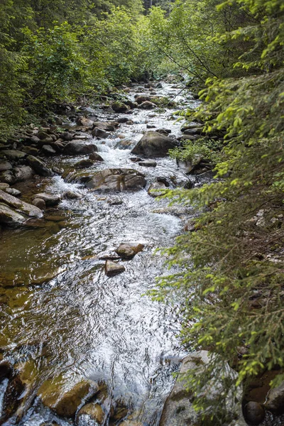 Piękny Widok Rzekę Lesie — Zdjęcie stockowe