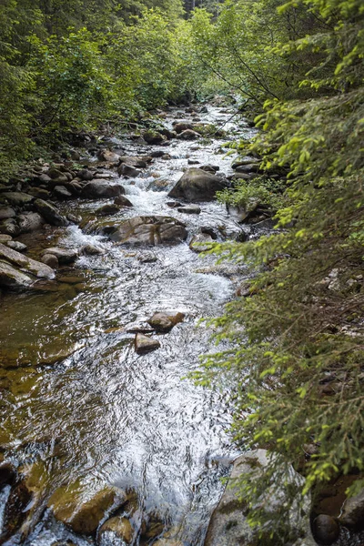 Vacker Utsikt Över Floden Skogen — Stockfoto