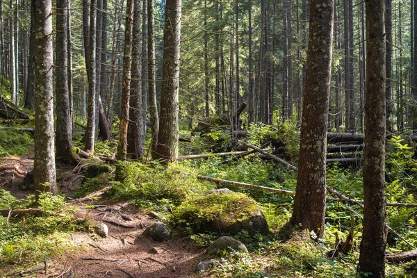 Ormandaki çam ormanları