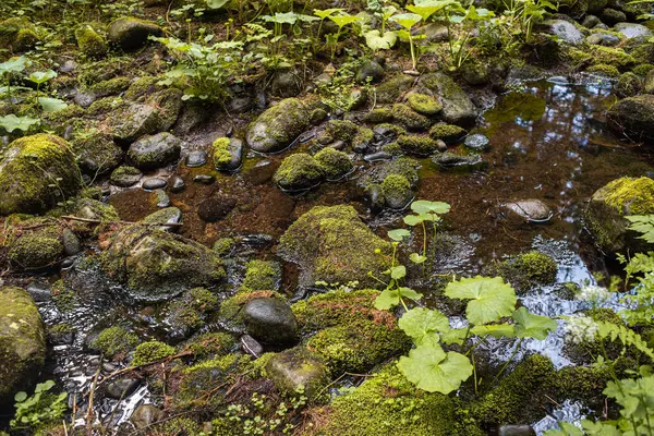 Зеленый Мох Скалах Лесу — стоковое фото