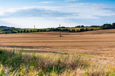 Kırsalda buğday tarlası
