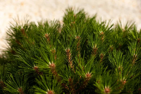 Green Pine Cone Background Forest — ストック写真