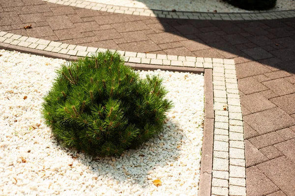 yeşil çimen ve taş kaldırım