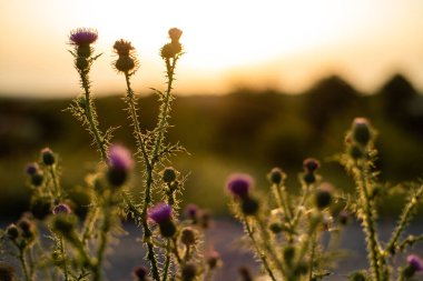 Tarladaki güzel çiçekler