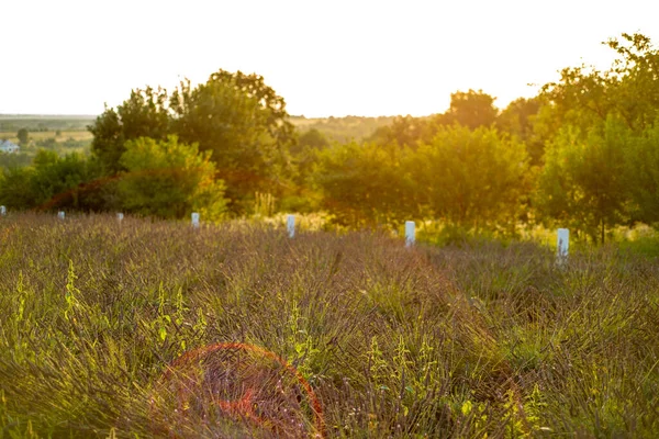 Kırsalda bir ağacı olan güzel bir manzara.