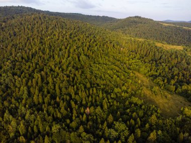 Dağlardaki ormanın havadan görünüşü