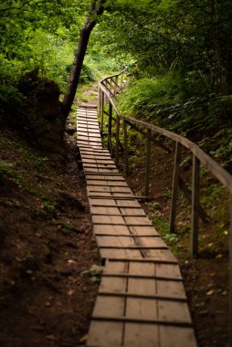 Ormanda ahşap köprü