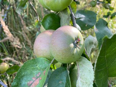 Ağaçta olgun elmalar