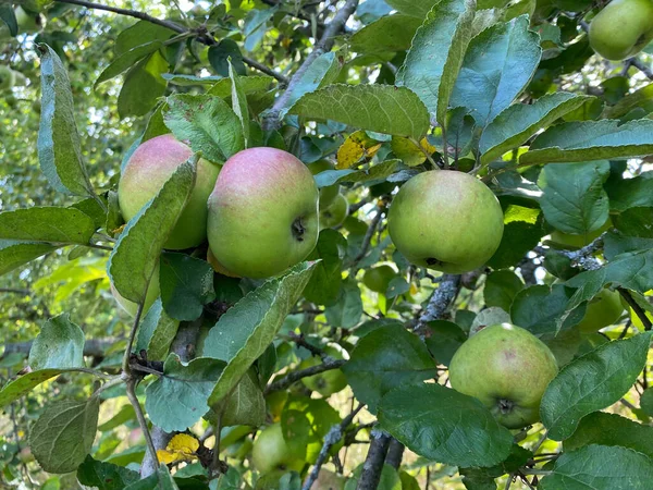 Zielone Jabłka Drzewie Ogrodzie — Zdjęcie stockowe