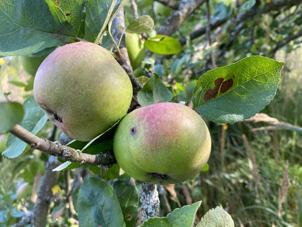 Zielone Jabłka Drzewie — Zdjęcie stockowe