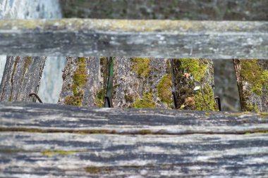 Yosun kaplı eski ahşap çitler.