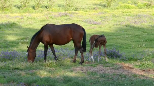 布朗小马在妈妈身边吃东西 田里的小马 小牛犊 母子夹子 — 图库视频影像