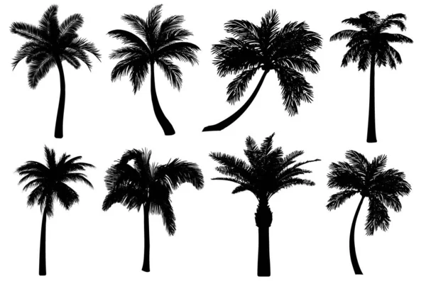 Силуэты Пальмы Установлены Изолированно Белом Фоне Черные Тропические Иконы Коллекция — стоковое фото