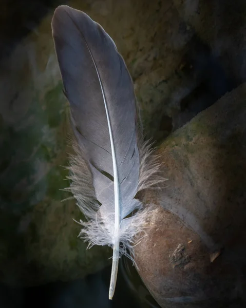 beauty bird feather in the water on mossy stones