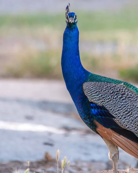 Peacock Colorful Blue Plumage — Φωτογραφία Αρχείου