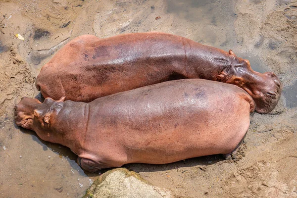 Hipopótamo Durmiendo Desierto — Foto de Stock