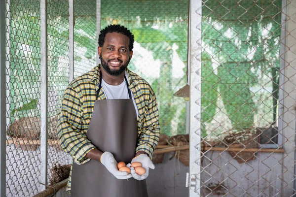 Çiftçi adam kümeste taze organik yumurta topluyor ve gösteriyor, tarım ve tarım yaşam tarzı ve konsept.