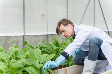 Endüstriyel serada tarım araştırmacısı gelecekte daha iyi sonuçlar elde etmek için tarım kompleksi araştırmaları için notlar alıyor ve analiz ediyor..