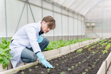 Endüstriyel serada tarım araştırmacısı gelecekte daha iyi sonuçlar elde etmek için tarım kompleksi araştırmaları için notlar alıyor ve analiz ediyor..