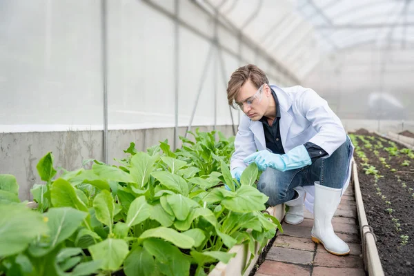 Endüstriyel serada tarım araştırmacısı gelecekte daha iyi sonuçlar elde etmek için tarım kompleksi araştırmaları için notlar alıyor ve analiz ediyor..