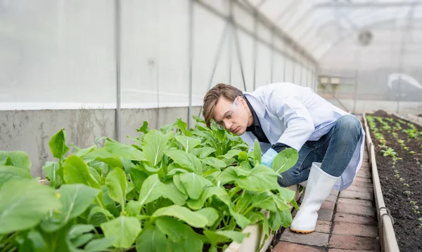 Endüstriyel serada tarım araştırmacısı gelecekte daha iyi sonuçlar elde etmek için tarım kompleksi araştırmaları için notlar alıyor ve analiz ediyor..