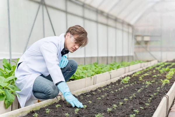 Agricultural researcher in the Industrial greenhouse analyze and take notes for research agricultural complex to produce better results in the future.