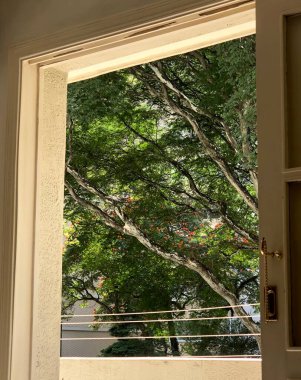 Pencereyi büyük bir ağaç manzaralı aç