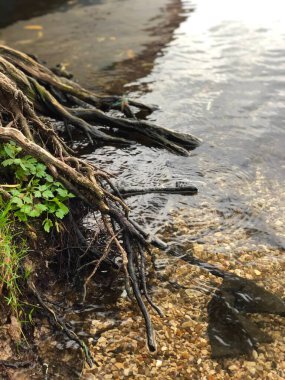 Sudaki bir ağaç kütüğünün yakın plan çekimi.