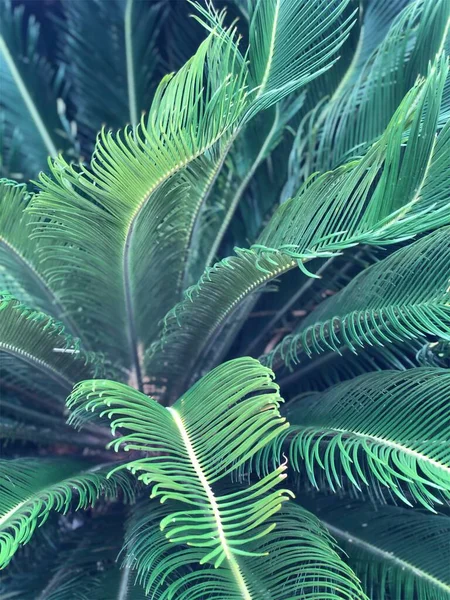 Green Leaves Palm Tree — Stock Photo, Image