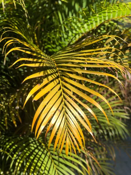 Зеленые Листья Пальмы Фоне Неба — стоковое фото