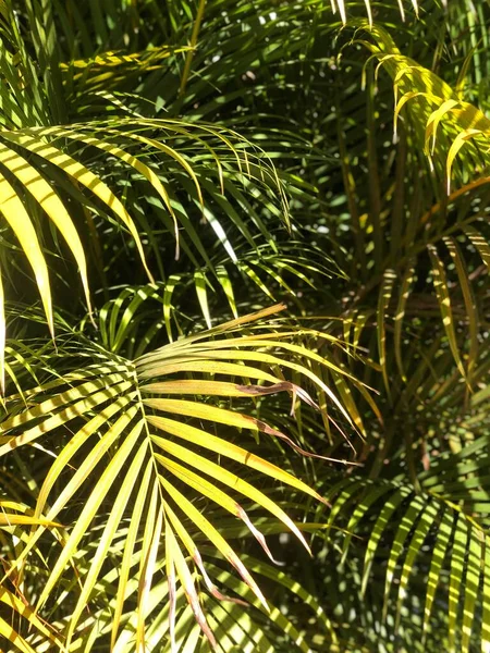 Zelené Listy Palmy Zahradě — Stock fotografie