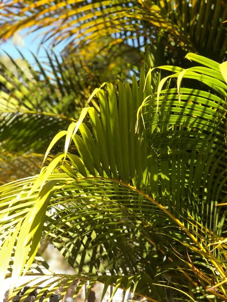 Пальма Саду — стоковое фото