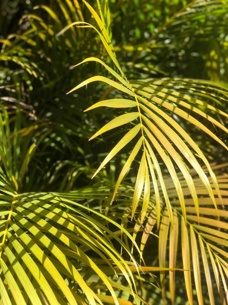 Пальмовые Листья Фоне Тропических Растений — стоковое фото
