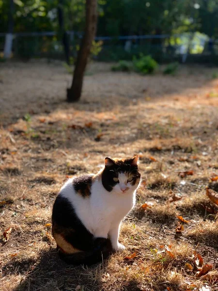 Katze Park — Stockfoto