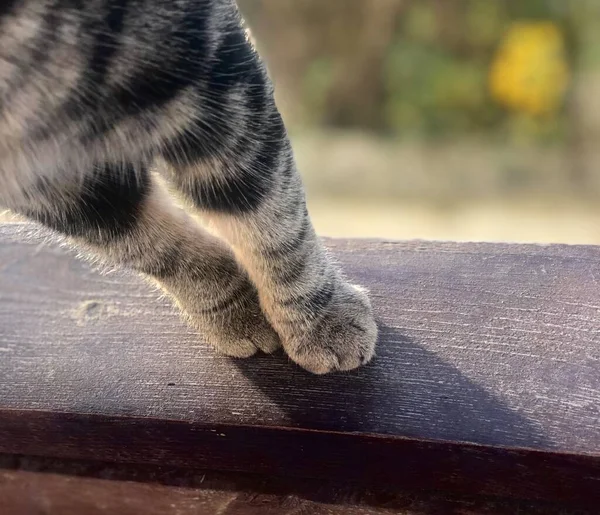 cat standing on the floor, cat's paws