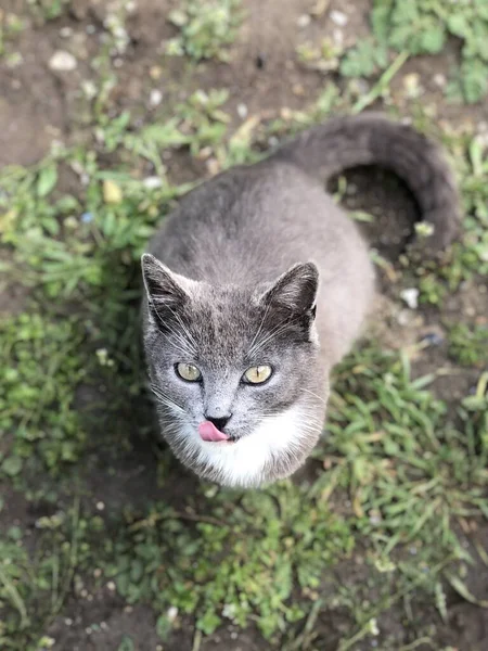 庭の灰色の猫 — ストック写真