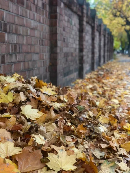 Pile Autumn Leaves Park — Stock Photo, Image