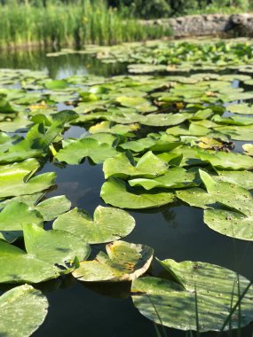 Gölette nilüfer çiçeği
