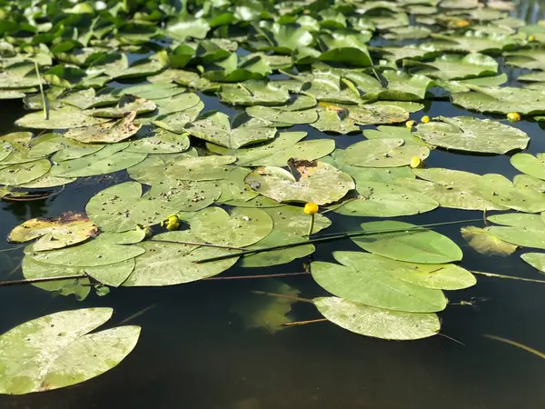 Gölette güzel nilüfer çiçeği