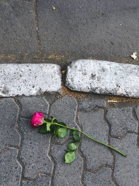 Pink Rose Pavement — Zdjęcie stockowe