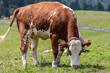 İtalyan Alpleri 'nin dağ otlaklarında çekilmiş süt sığırları.