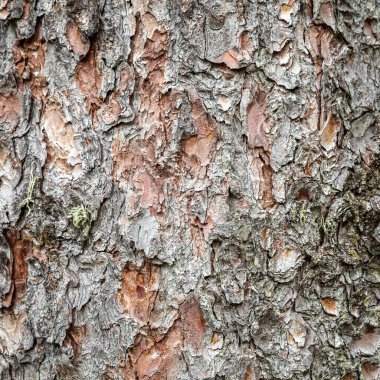 Alp ağacı kabuğu arkaplanı, dokular için ideal
