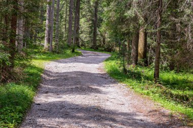 İtalya alp ormanlarından geçen toprak bir yol..
