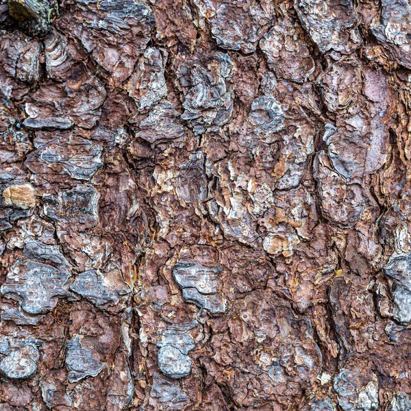 Alpské Strom Kůra Pozadí Ideální Pro Textury — Stock fotografie