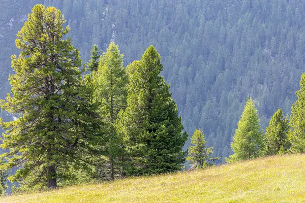 Widok Sosny Górskie Pastwiska Alpach Włoskich — Zdjęcie stockowe